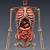 3d Anatomy Of The Human Body