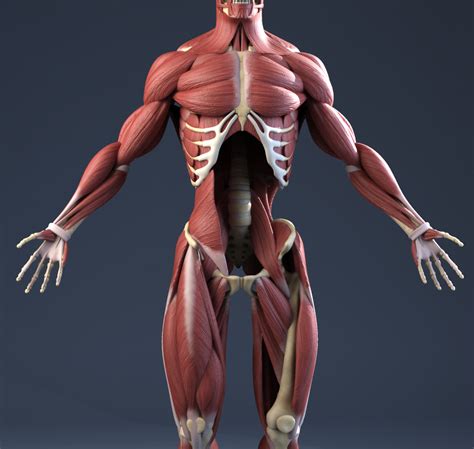 Solid 3D Human Anatomy Model Collection
