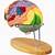 3d Labeled Brain Model