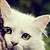 3d cute cat live wallpaper download