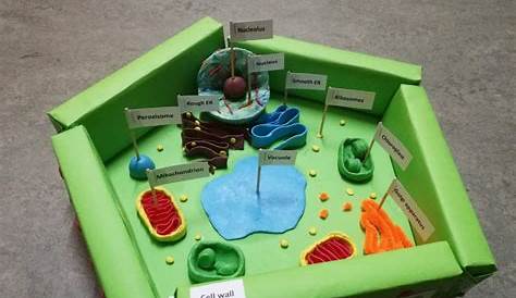 3d Model Of Plant Cell School Project How To Create And Animal s For Science Class