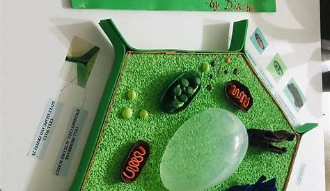 10 Pretty 3D Plant Cell Model Project Ideas 2021