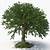 3d tree model