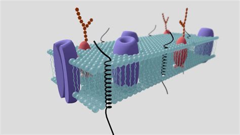3d Cell Membrane