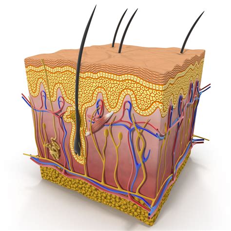 Unveiling the Beauty Beneath: Experience Realism with a 3D Model of Skin