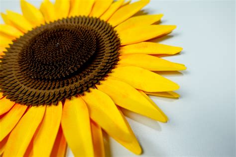 Unleash the Charm of Nature with Captivating 3D Sunflower SVG Designs - Add a Touch of Sophistication to Your Creations!