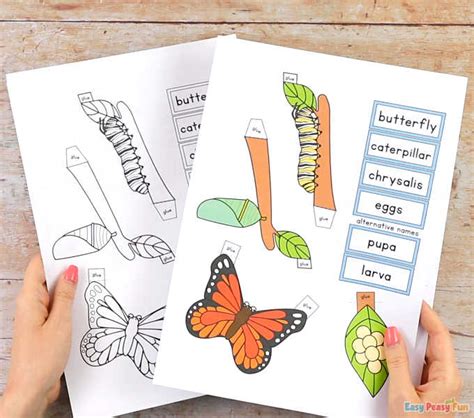 3d butterfly life cycle craft template free