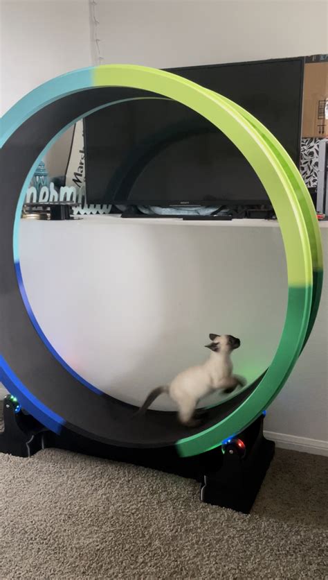 3d printable cat wheel
