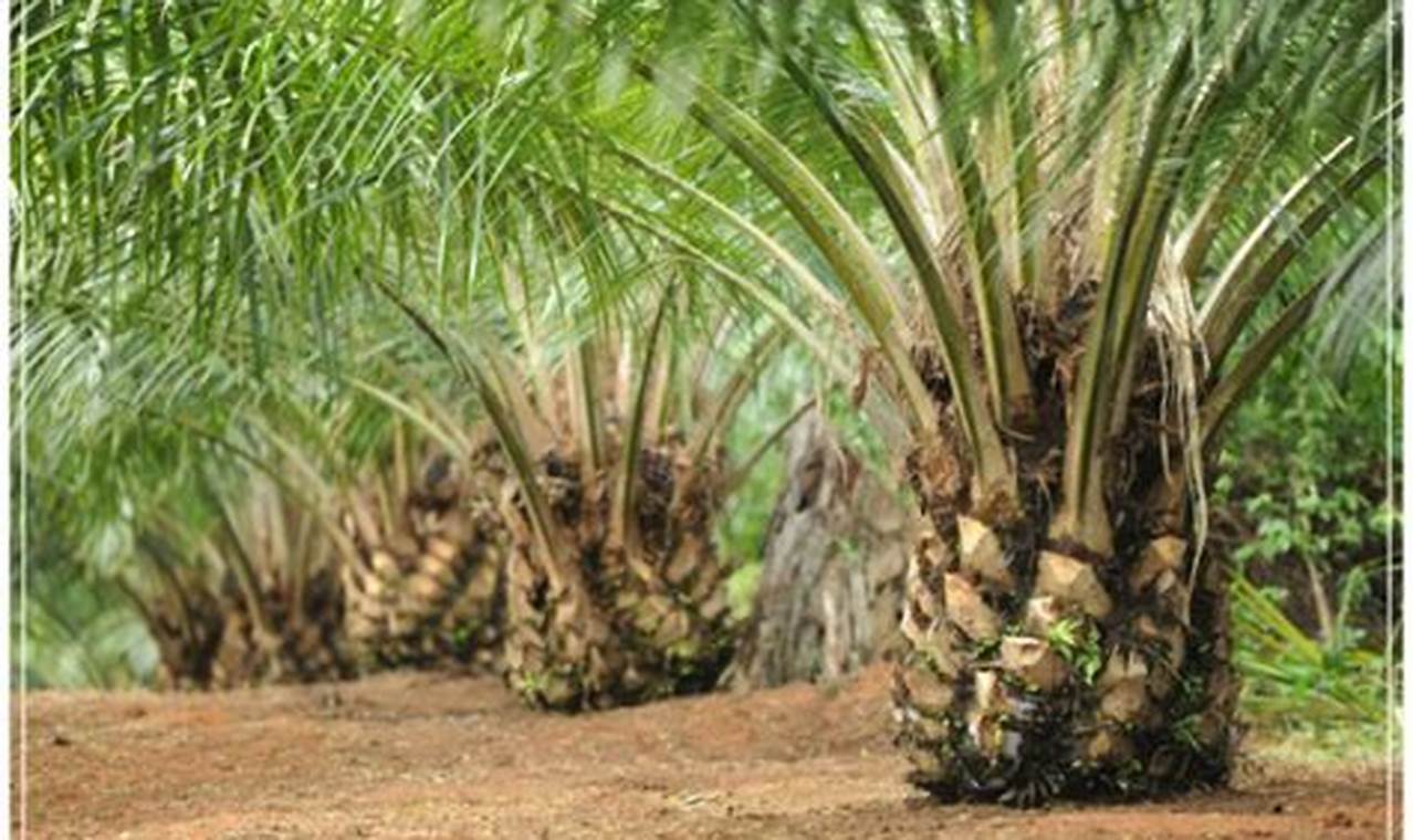 4 Bagaimanakah kondisi lahan yang cocok bagi tanaman kelapa sawit?