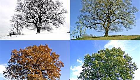 4 Seasons | Tree, Seasons, Changing seasons