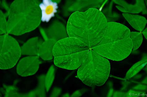 Four Leaf Clover Wallpapers Wallpaper Cave