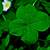 4 leaf clover background