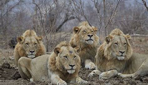 4 Male Lions In Kruger Four Young Feeding On Giraffe Kill