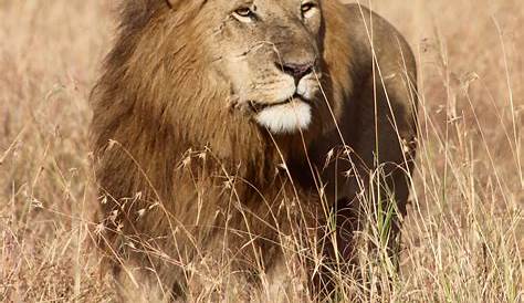 4 Male Lions Kruger National Park Lion October 2017 Lion,