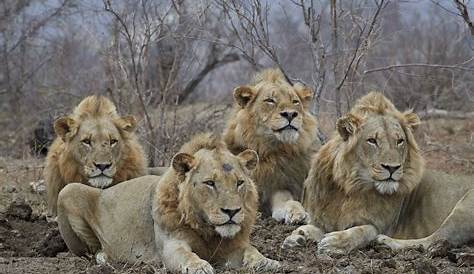 VIDEO 4 male lions take a stroll on South Africa road
