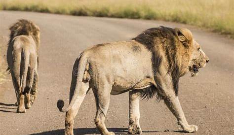 VIDEO 4 male lions take a stroll on South Africa road