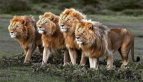 Four Male Lions Walking Together YouTube