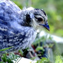4 . boost your nestling to assert a diary