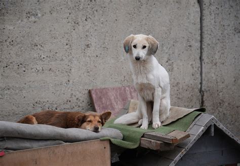 4 Dogs Images