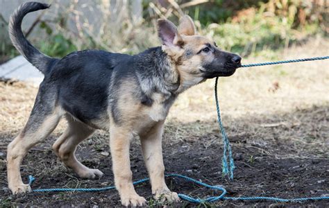 4 Month German Shepherd Dog
