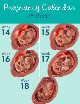 Beyond the First Trimester: A Glowing Journey Four Months into Pregnancy