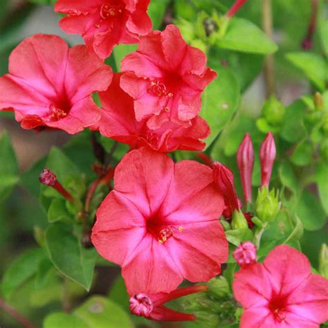 The Heartwarming Story of 4 O'Clock Flowers: Beauty in Moments of Uncertainty