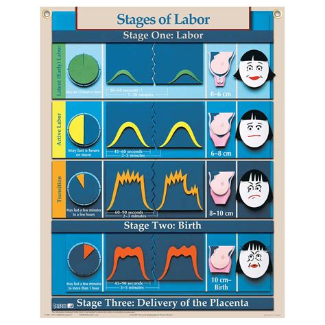 4 Stages Of Labor Chart