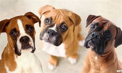 4 Types Of Boxer Dog