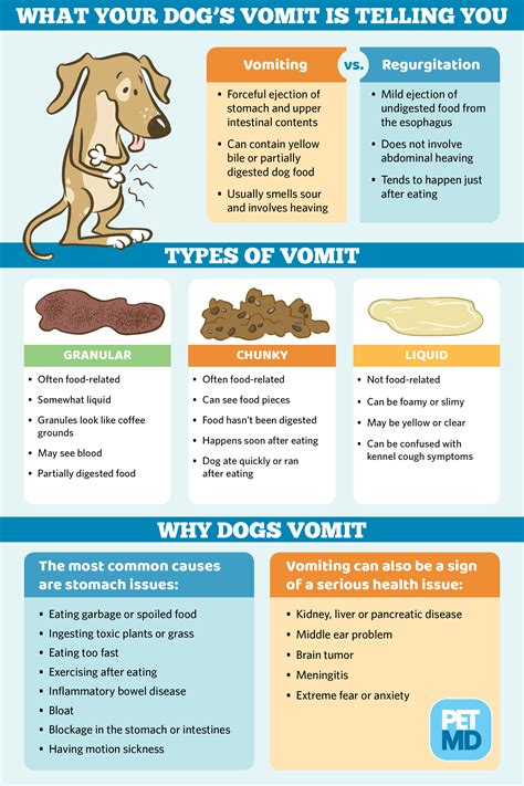 4 Types Of Dog Vomit