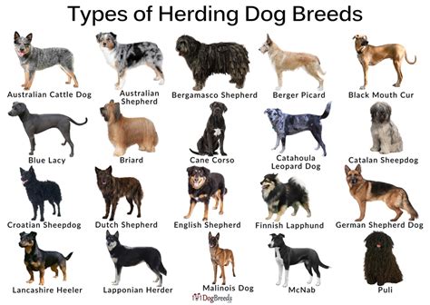 4 Types Of Herding Dogs