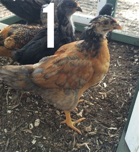 4 Week Old Easter Egger
