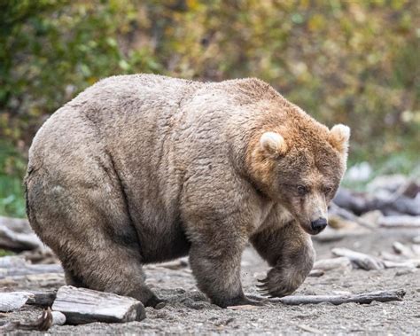 4 bigger badder fatter