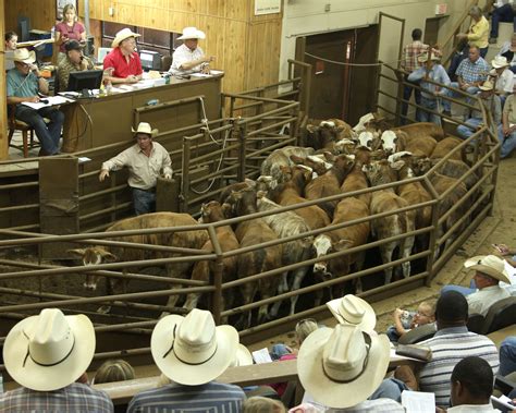 4 county livestock auction industry texas
