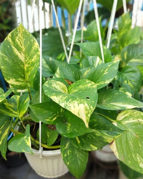 4 jenis tanaman hias gantung tahan panas populer