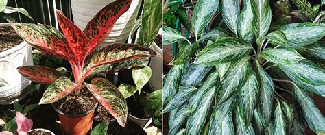 4 jenis tanaman hias yang bisa ditempatkan di rumah untuk mempercantik tampilan rumah anda