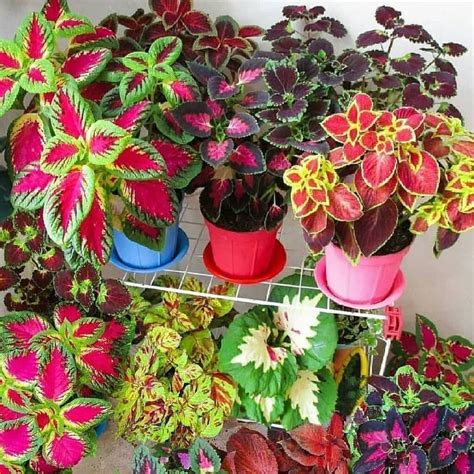 4 jenis tanaman hias yang bisa ditempatkan di rumah untuk mempercantik tampilan rumah anda