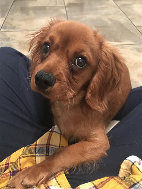 4 month old cavalier king charles spaniel