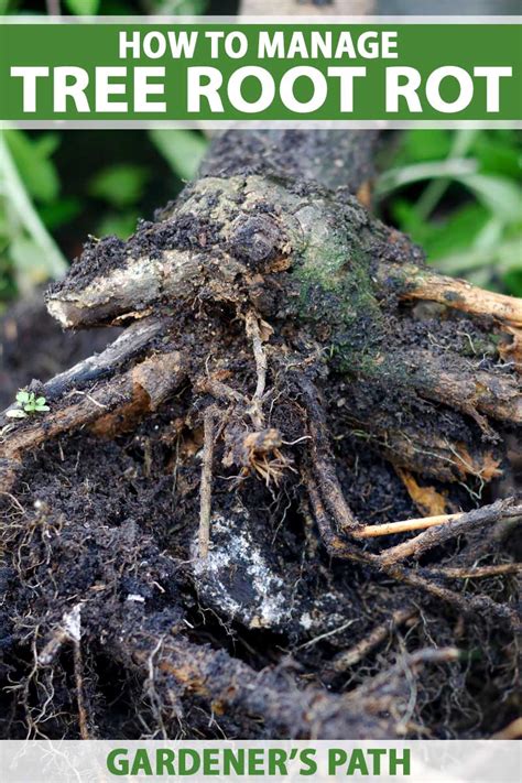 4. A rooted tree may be suffering from root rot