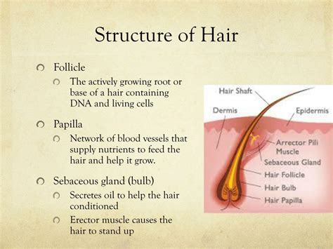  79 Popular 4  Explain The Function Of The 3 Parts Of The Hair Shaft For New Style