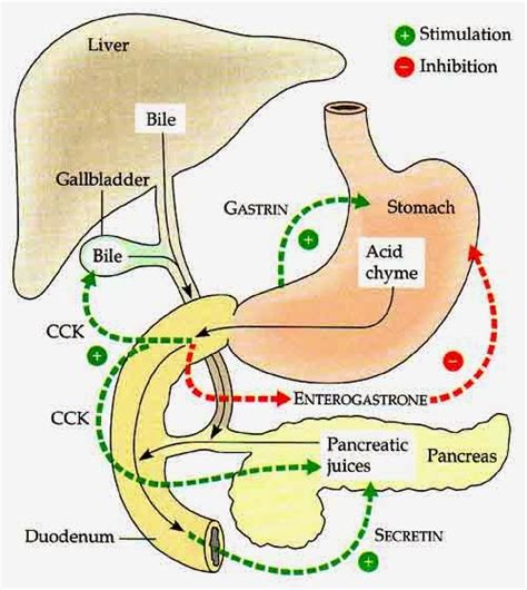 4. what role does cck play in digestion