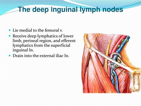 4. where are the inguinal lymph nodes located
