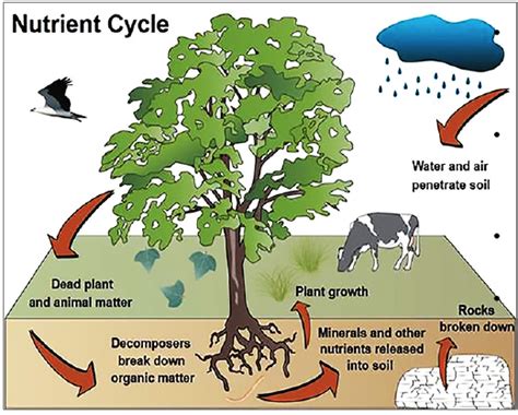 40 Box Nutrient Cycles Concept Map