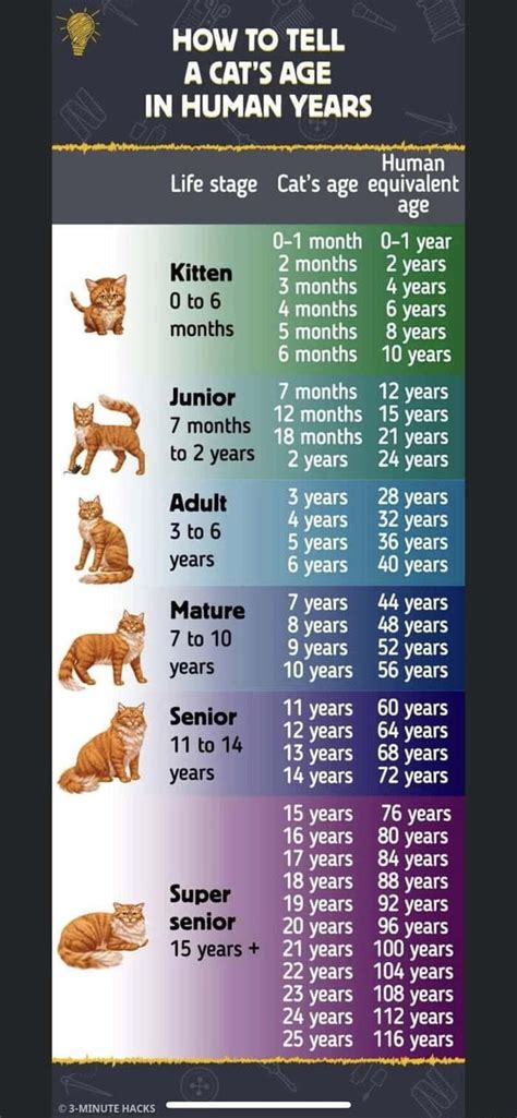 Timeless Math: Converting 40 Months into Years for Your Everyday Calculations