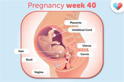 Converting 40 Weeks into Months: A Handy Guide!