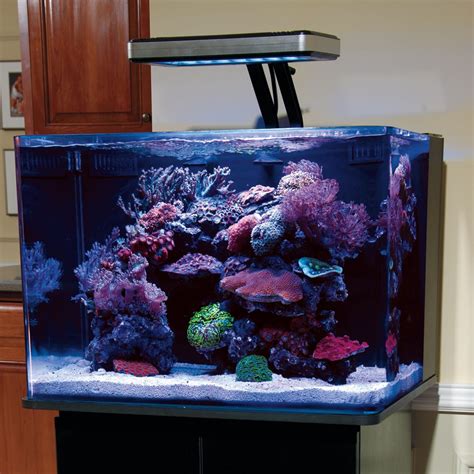 45 gallon saltwater fish tank for sale
