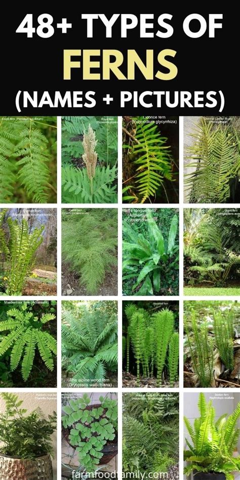 48 types of ferns