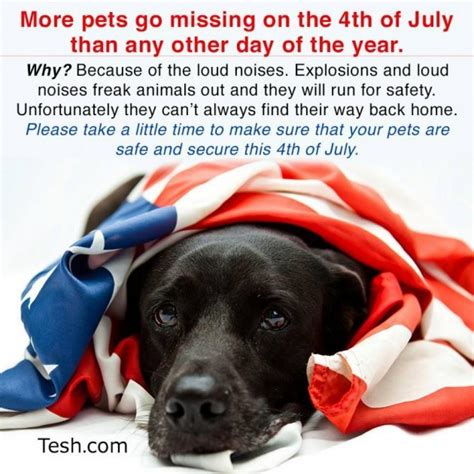 Brave Meme Funny 4th of july, Fourth of july meme, Patriotic pets