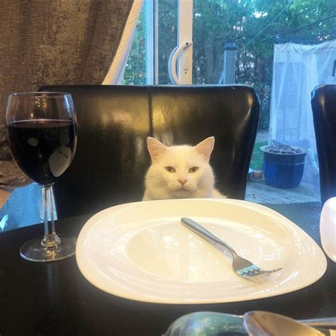 10 Potret Smudge, Kucing Selebriti yang Viral Jadi Bahan Meme
