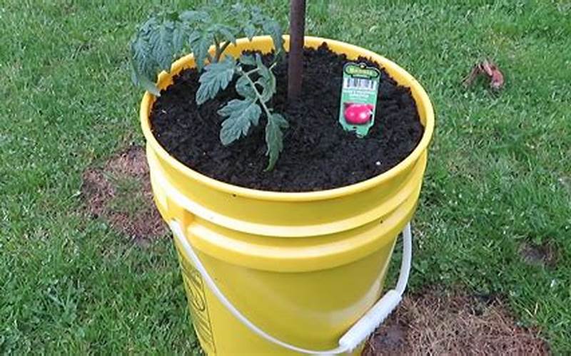 5 Gallon Bucket With Tomatoes
