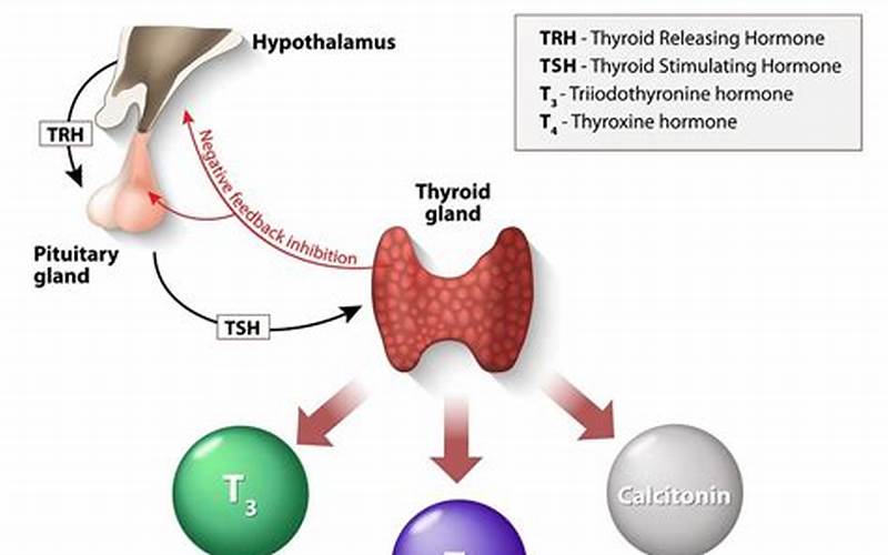 5 Thyrotropin Releasing Hormone Receptors: En Djupgående Studie